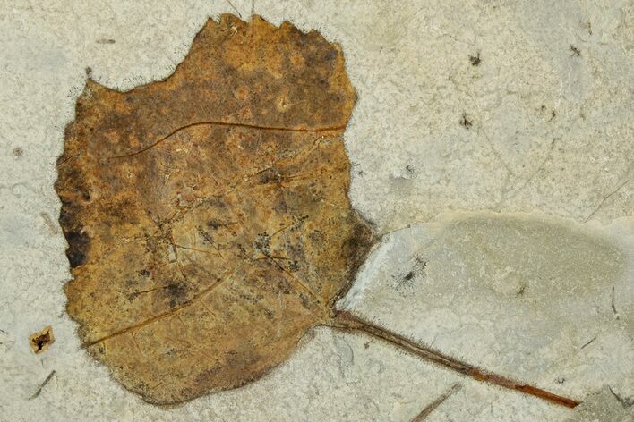 Paleocene Fossil Leaf (Zizyphoides) With Insect Predation #351965